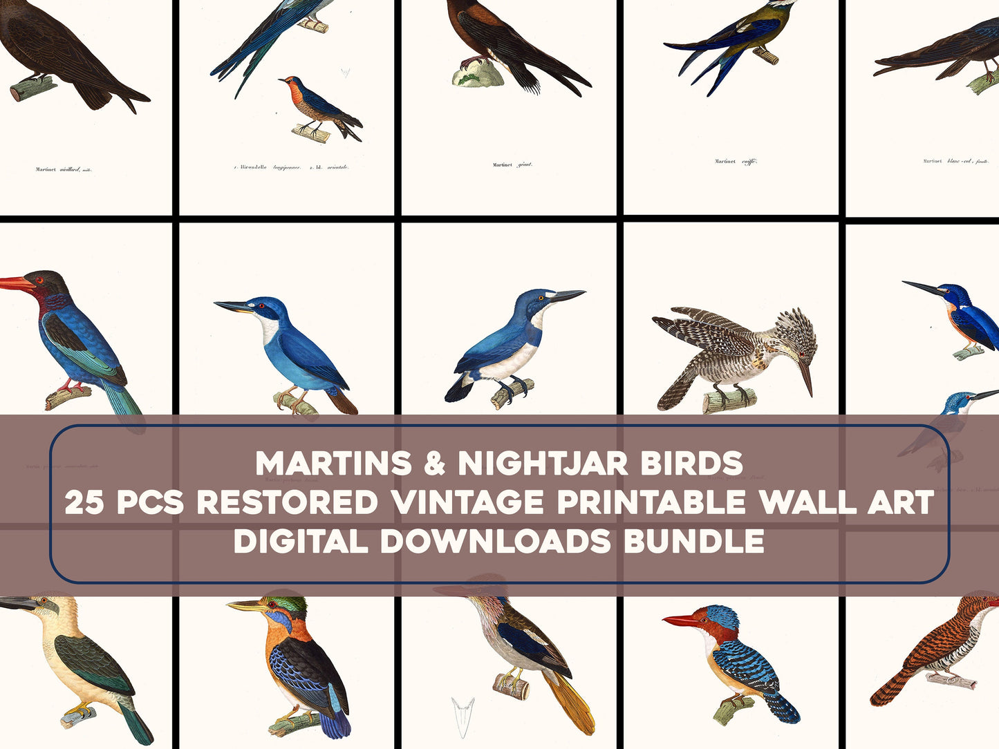The New Collection of Painted Birds Nightjars & Martins [25 Images]