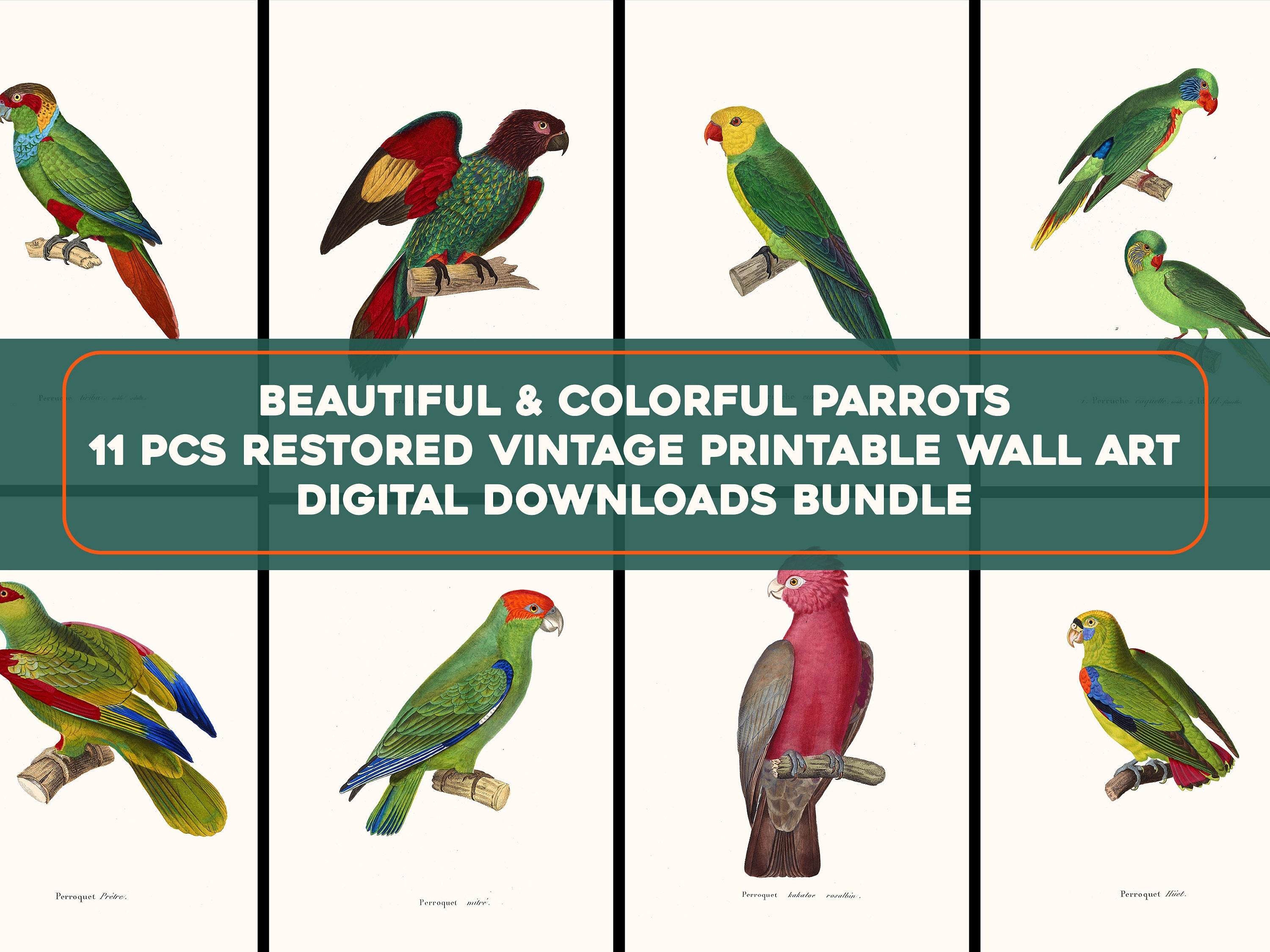 希少 The Parrots Die Papageien 鳥 コレクター 画集 希少 The Parrots Die Papageien 鳥 コレクター 画集 希少 The