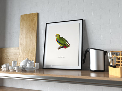 The New Collection of Painted Birds Parrots [11 Images]