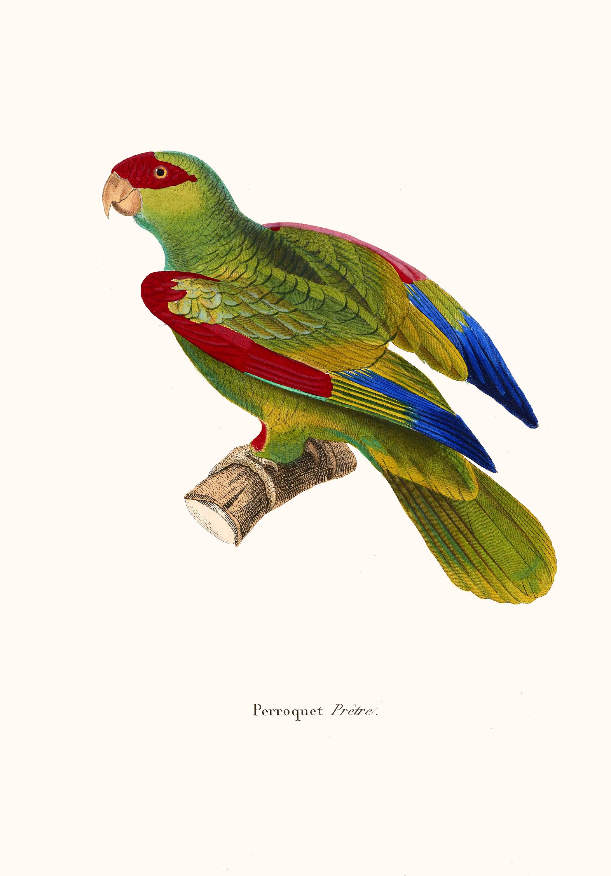 希少 The Parrots Die Papageien 鳥 コレクター 画集 希少 The Parrots Die Papageien 鳥 コレクター 画集 希少 The