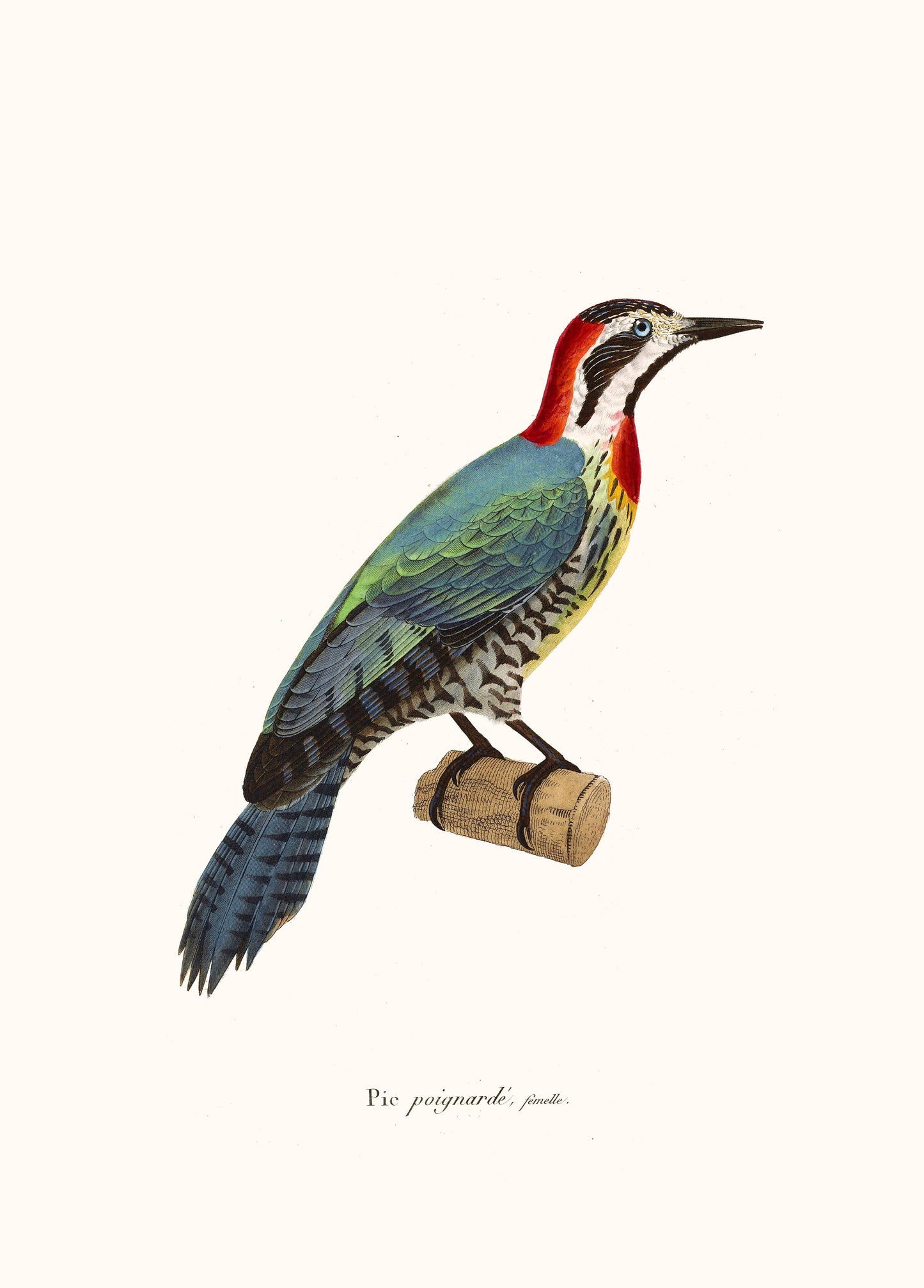 The New Collection of Painted Birds Woodpeckers [17 Images]