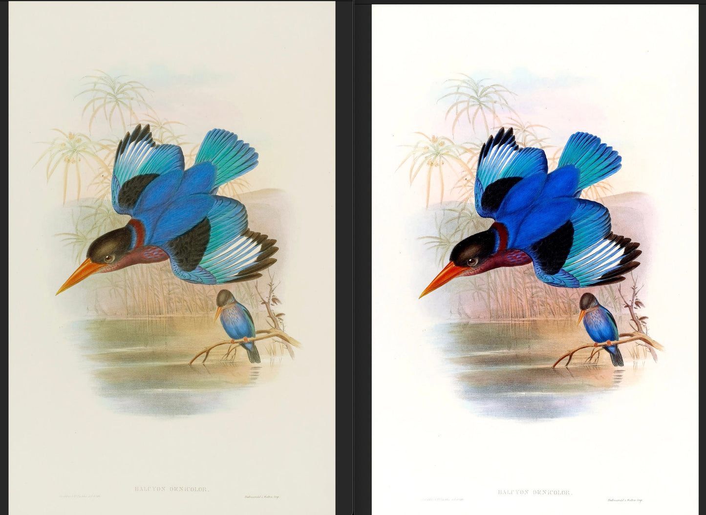 John Gould Birds of Asia Set 1 [37 Images]