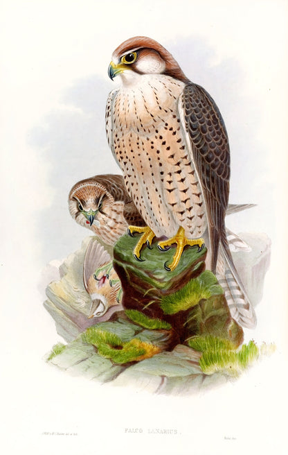 John Gould Birds of Asia Set 2 [37 Images]