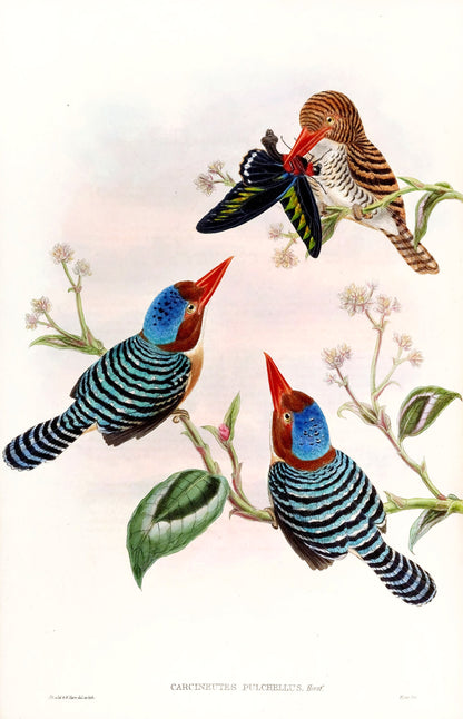 John Gould Birds of Asia Set 2 [37 Images]