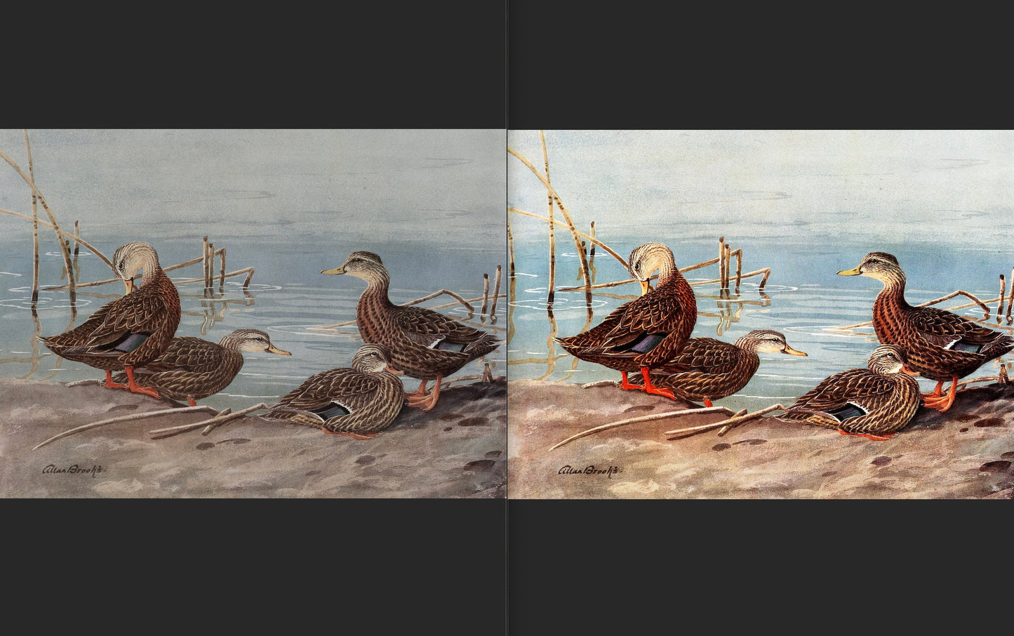 The Natural History of the Ducks [51 Images]