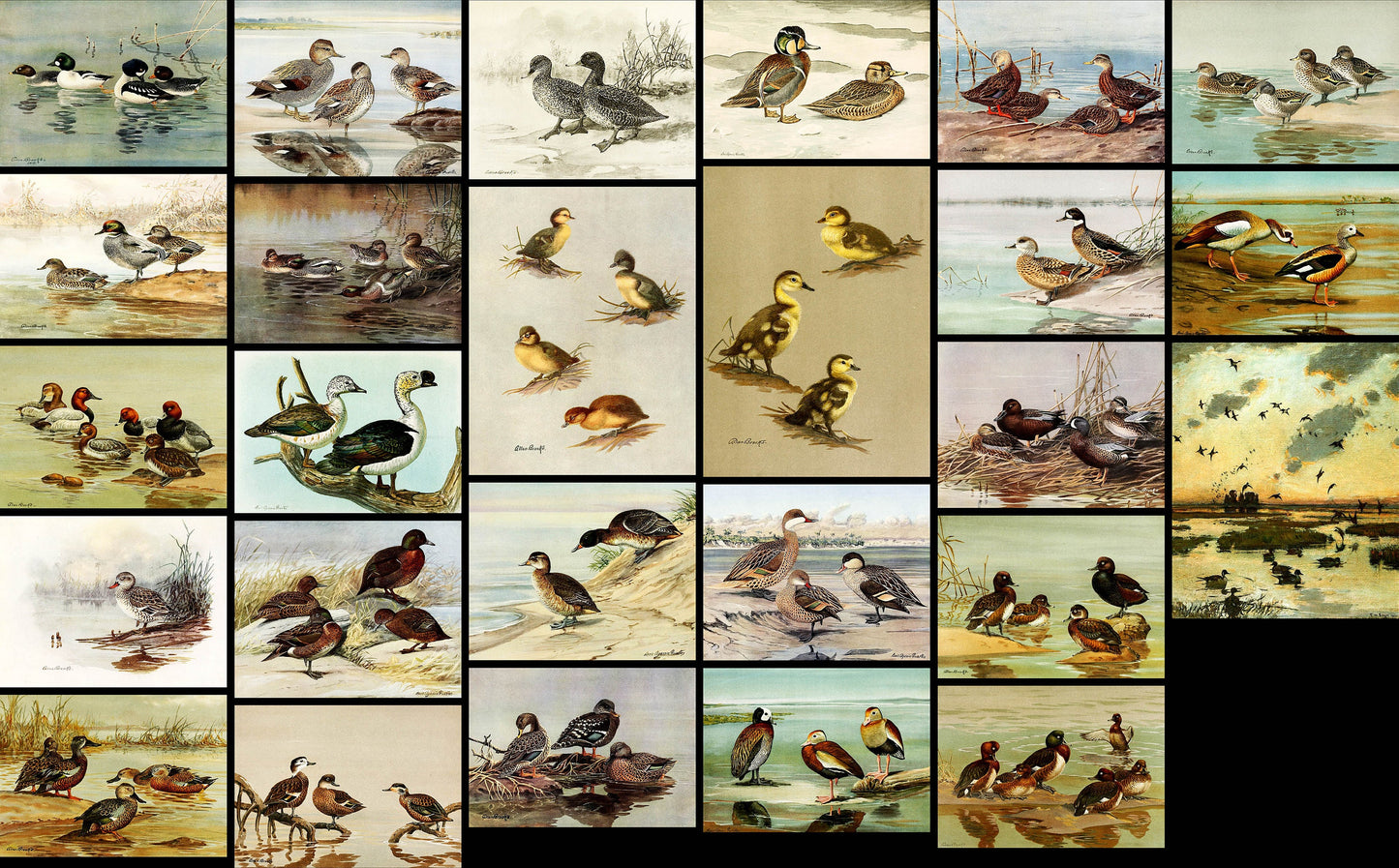 The Natural History of the Ducks [51 Images]