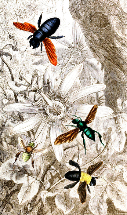 Historic Naturelle Iconography of Insects [17 Images]