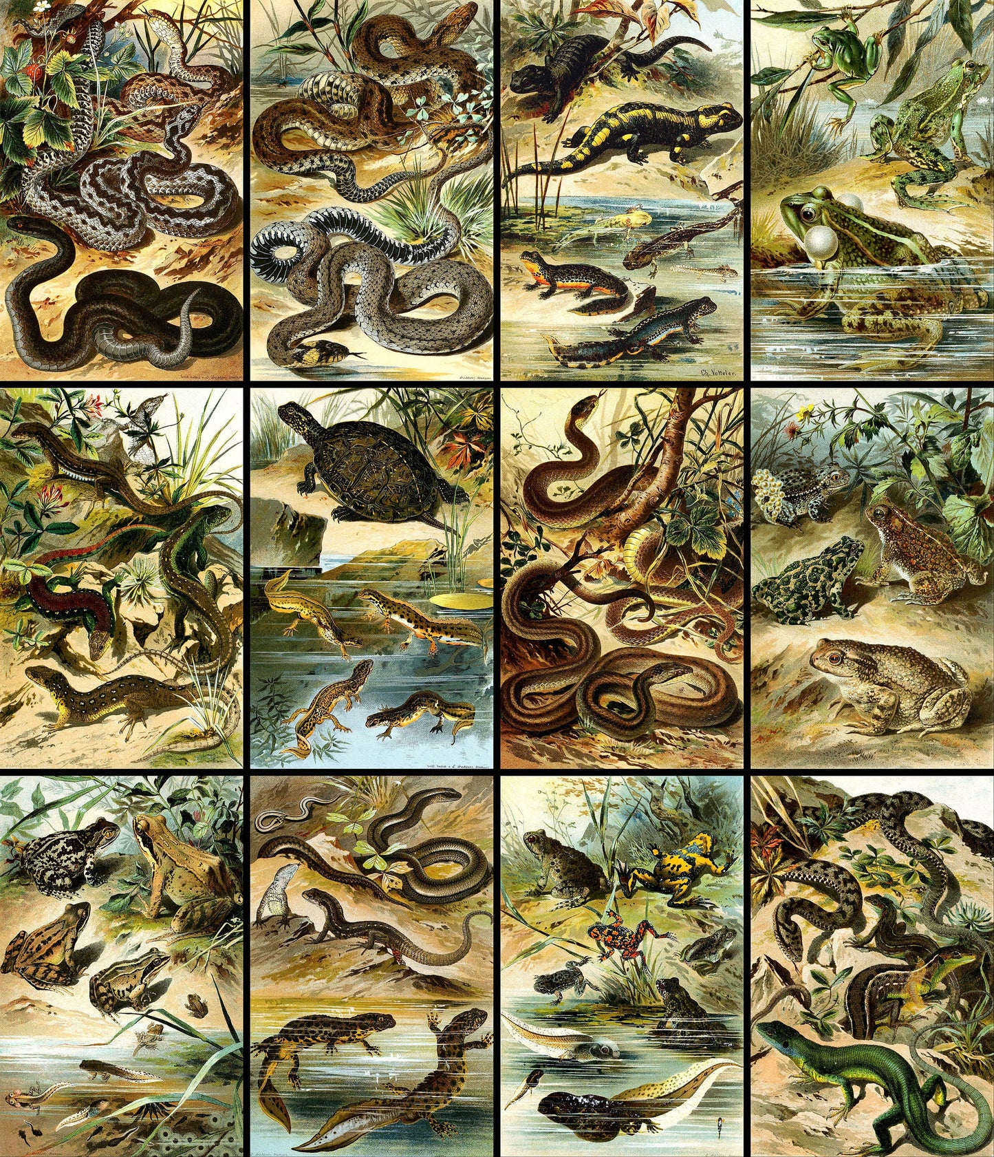 German Amphibians & Reptiles [12 Images]