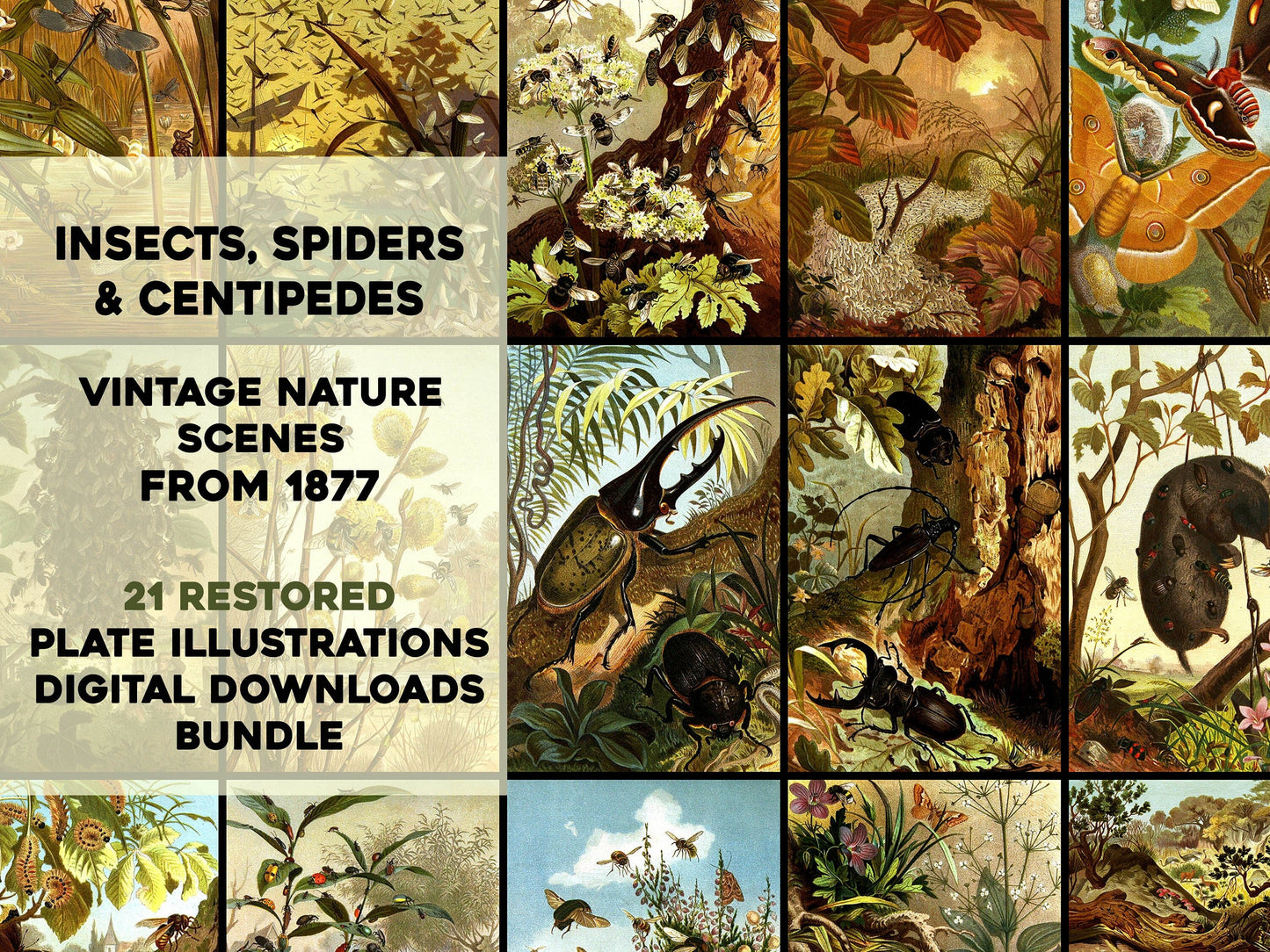 The Insects, Centipedes, and Spiders [21 Images]