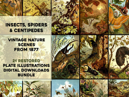 The Insects, Centipedes, and Spiders [21 Images]
