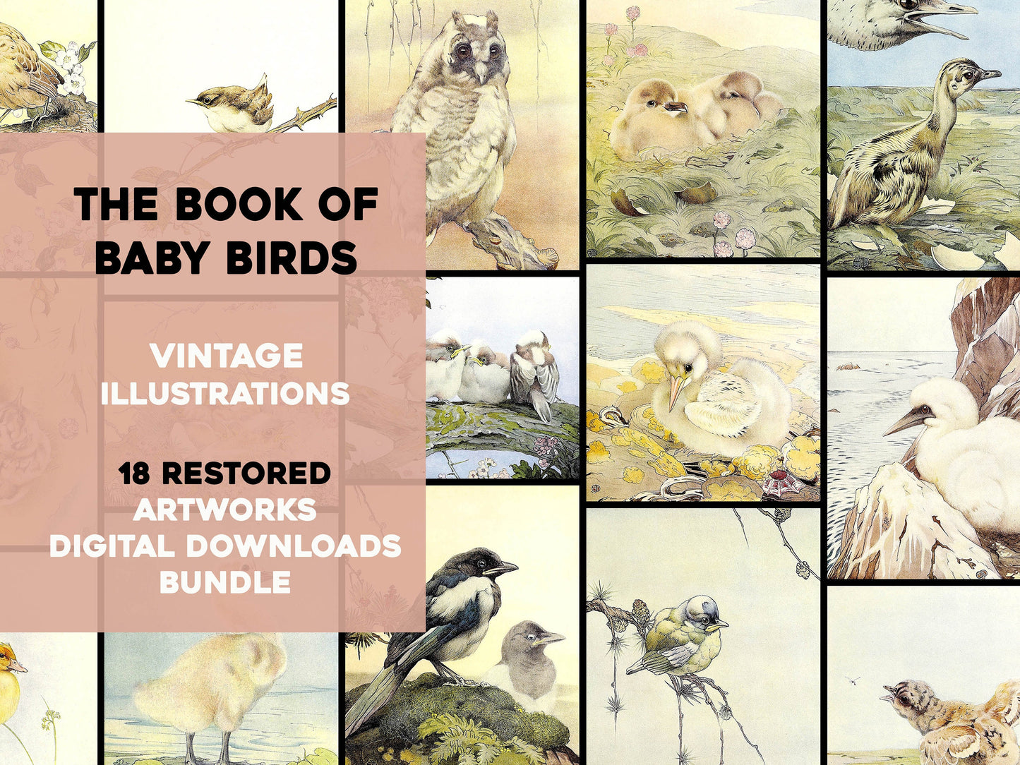 The Book of Baby Birds [18 Images]