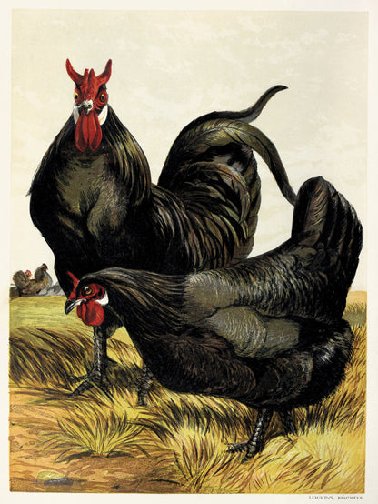 The Poultry Book Chickens & Roosters [18 Images]