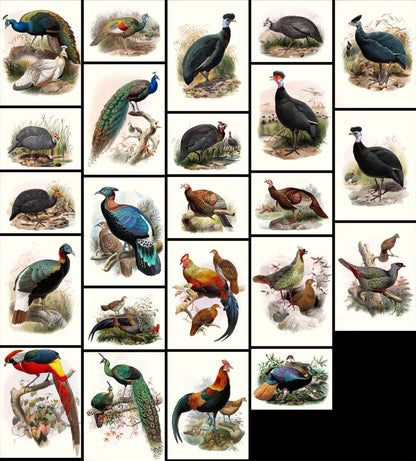 Daniel Giraud Elliot A Monograph of the Pheasants Set 2 [23 Images]