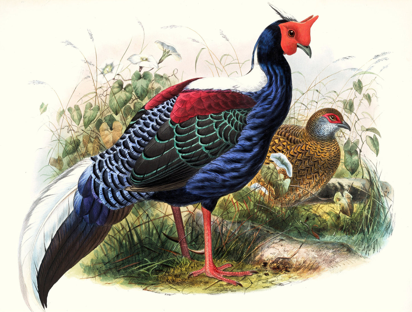 Daniel Giraud Elliot A Monograph of the Pheasants Set 1 [25 Images]