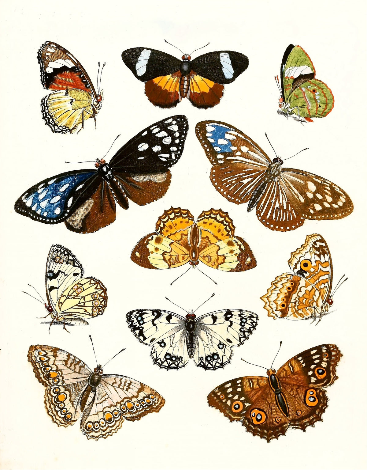 Dr. Sulzer's Short History of Insects | Insect Images - CleanArchives
