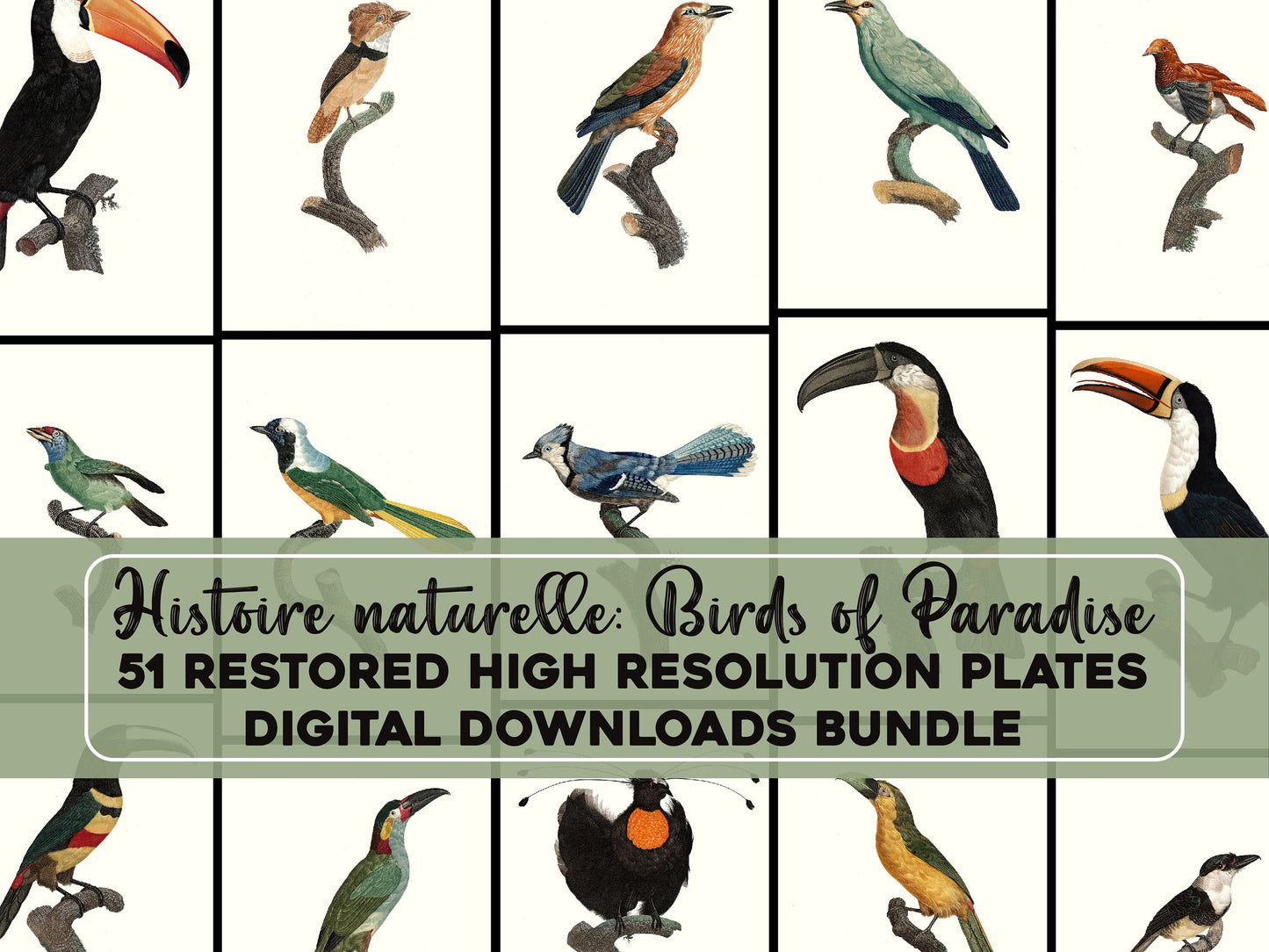 Natural History Birds of Paradise Rollers Toucans Barbs [51 Images]