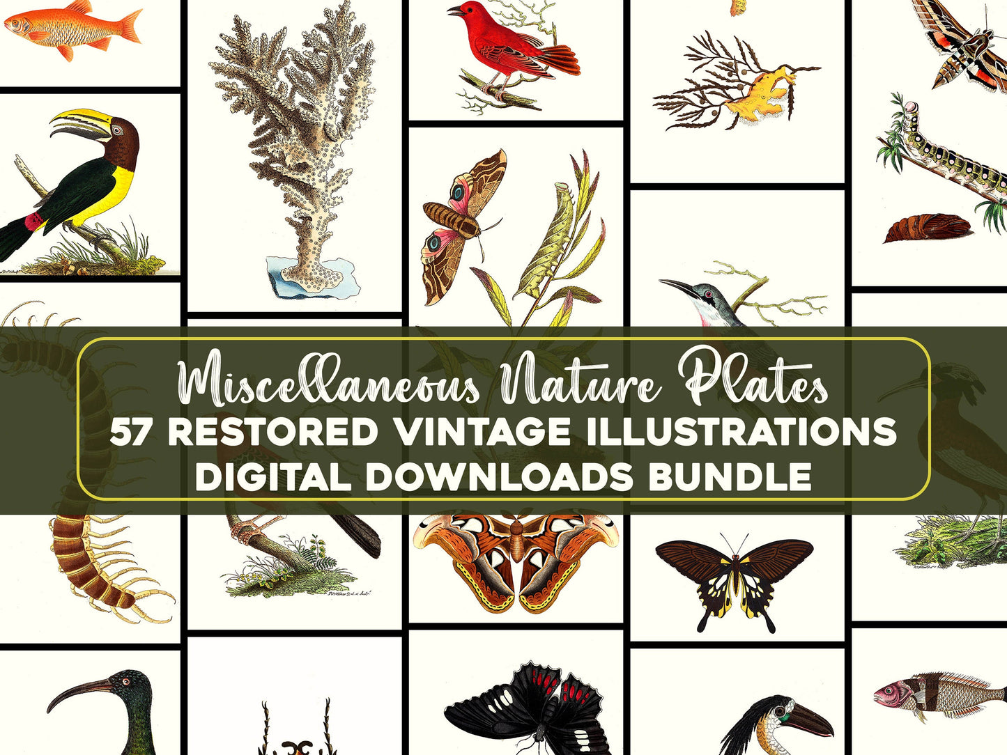 Naturalist's Miscellany [57 Images]