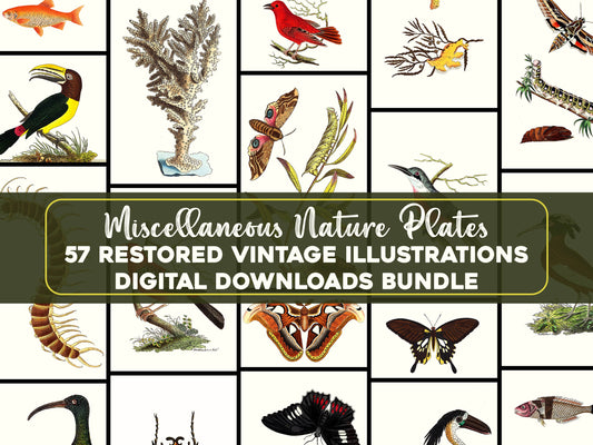 Naturalist's Miscellany [57 Images]
