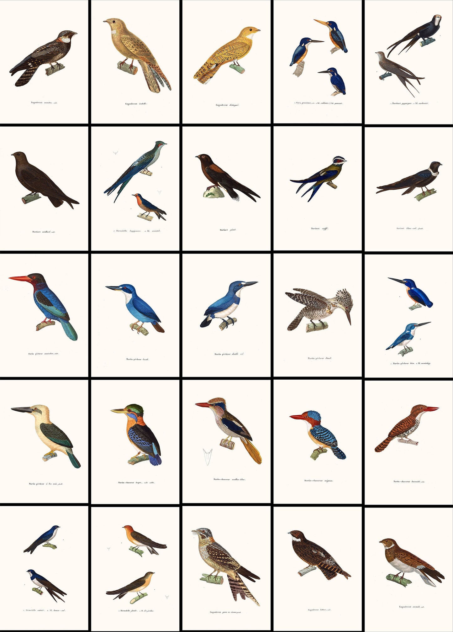 The New Collection of Painted Birds Nightjars & Martins [25 Images]