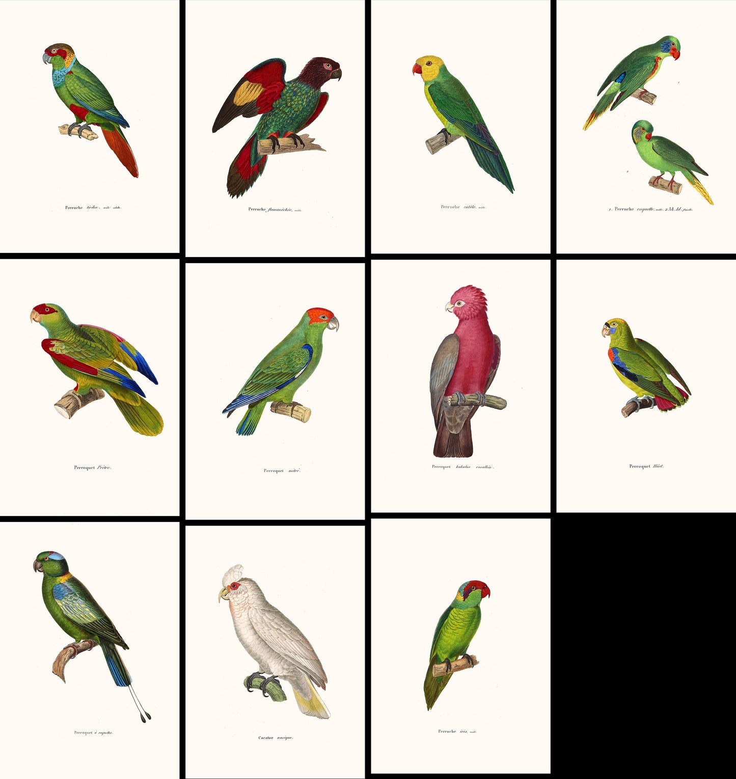 The New Collection of Painted Birds Parrots [11 Images]