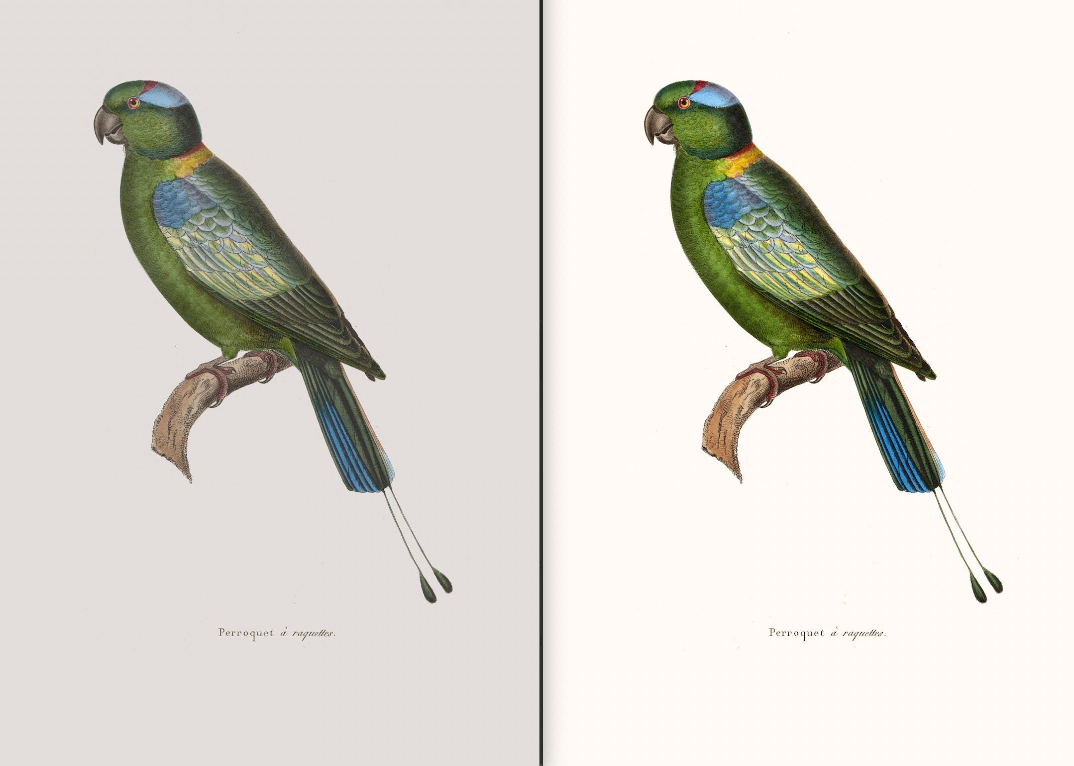The New Collection of Painted Birds Parrots | Bird Images
