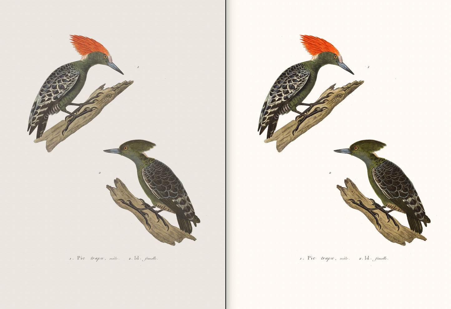 The New Collection of Painted Birds Woodpeckers [17 Images]