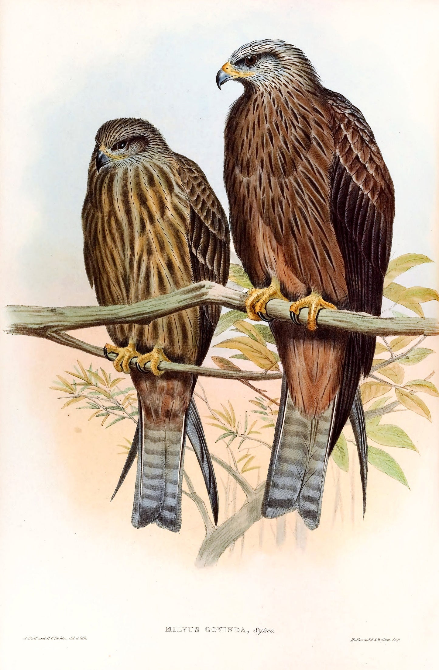 John Gould Birds of Asia Set 1 [37 Images]