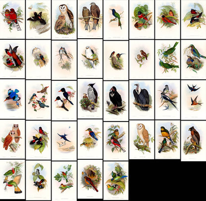 John Gould Birds of Asia Set 1 [37 Images]