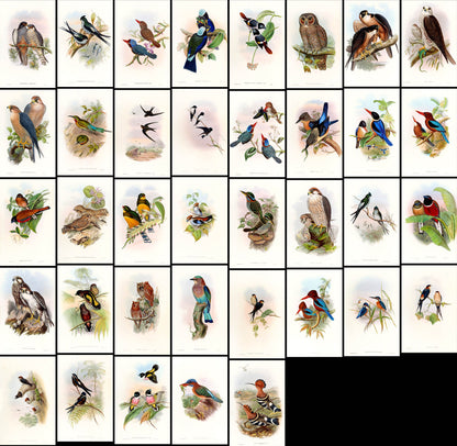John Gould Birds of Asia Set 2 [37 Images]