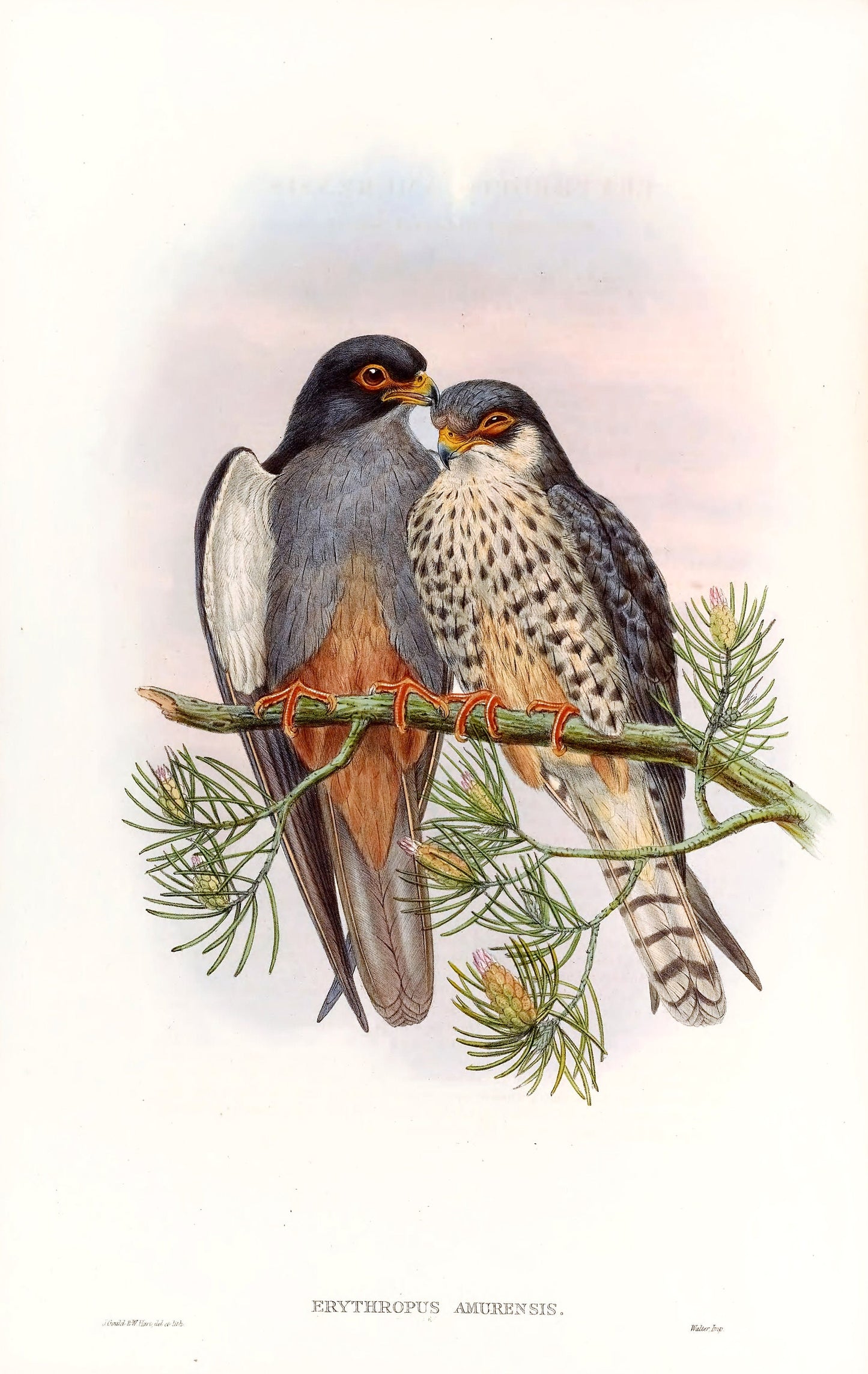 John Gould Birds of Asia Set 2 [37 Images]