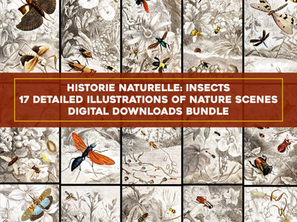 Historic Naturelle Iconography of Insects [17 Images]