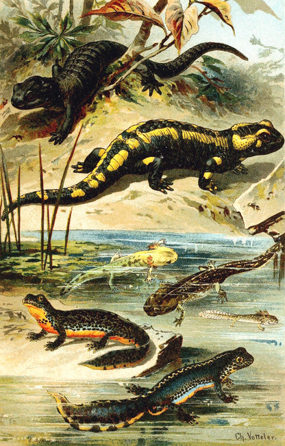 German Amphibians & Reptiles [12 Images]