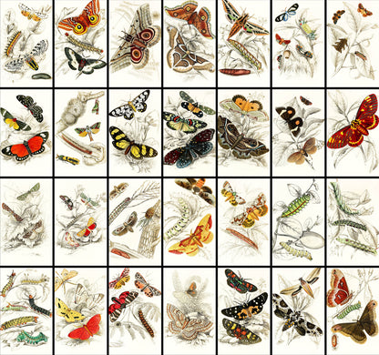 Jardine The Naturalist's Library Butterflies & Caterpillars [28 Images]