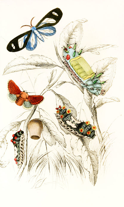 Jardine The Naturalist's Library Butterflies & Caterpillars [28 Images]