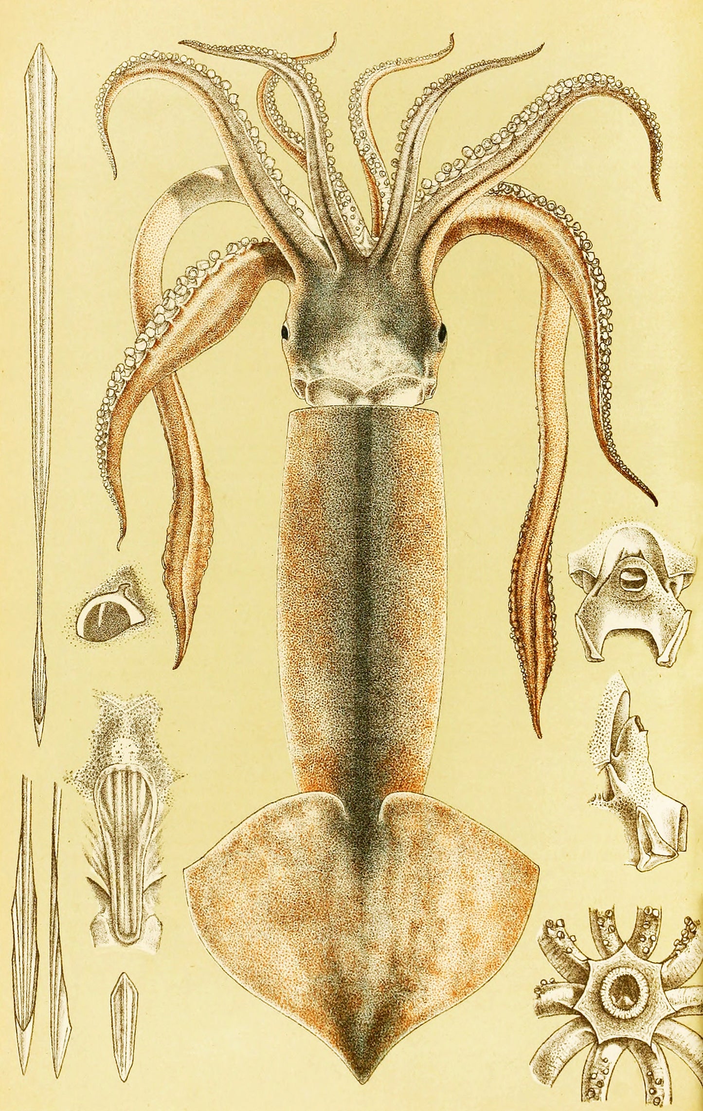The Natural History of Victoria [34 Images]