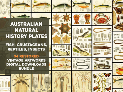 The Natural History of Victoria [34 Images]