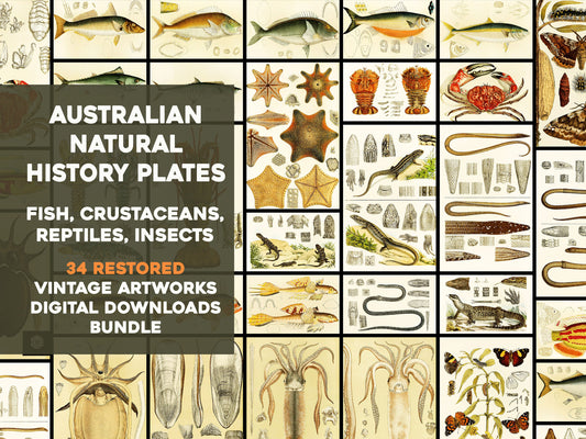 The Natural History of Victoria [34 Images]