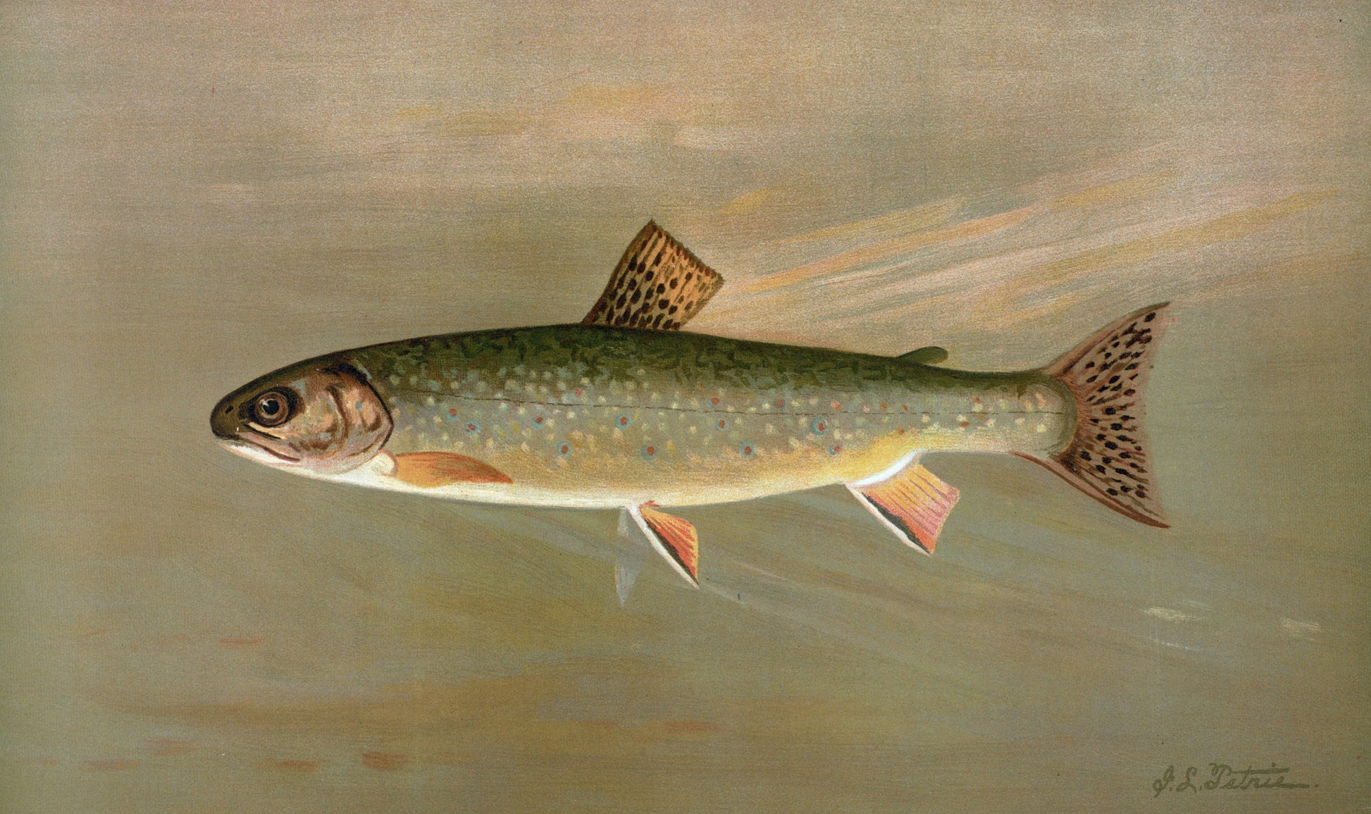 fish caught a year on hook and line Fish of North America Captured on Hook and Line | Animal Images