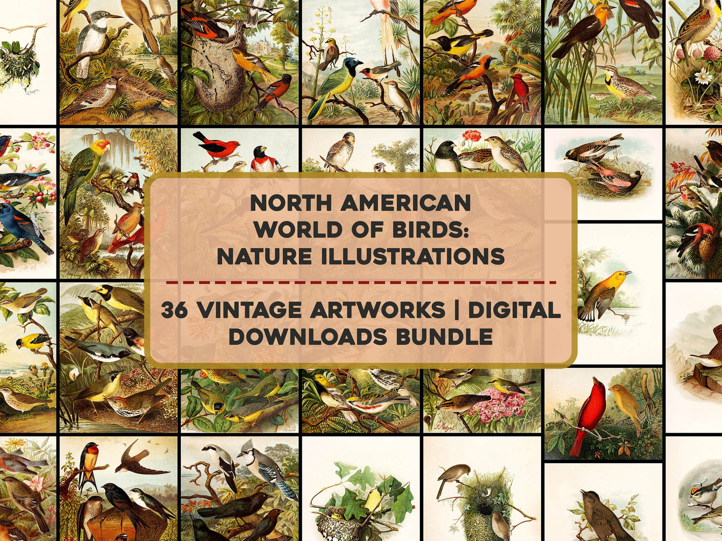 North American World of Birds [36 Images]