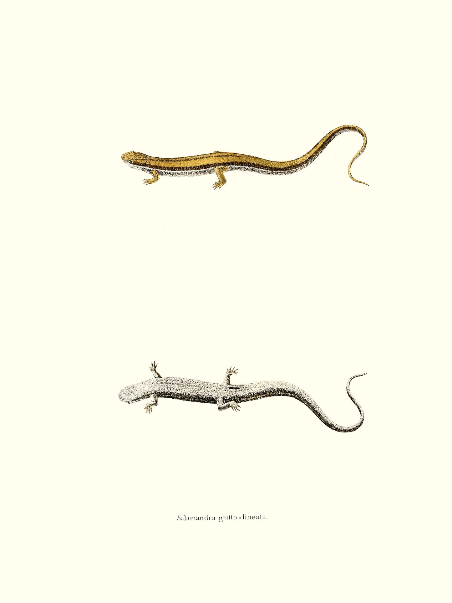 North American Herpetology Set 2 Salamanders [34 Images]