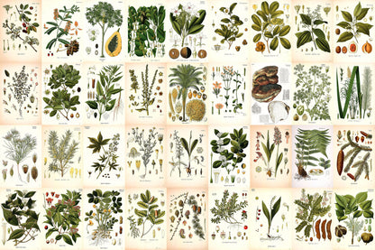 Kohler's Medicinal Plants 4"x6" Collage Kit Set 1 [153 Images]