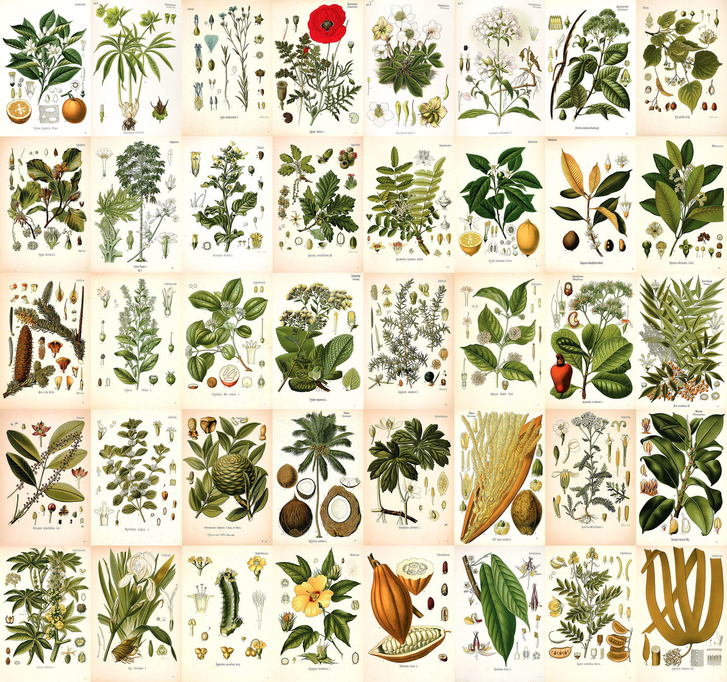 Kohler's Medicinal Plants 4"x6" Collage Kit Set 1 [153 Images]