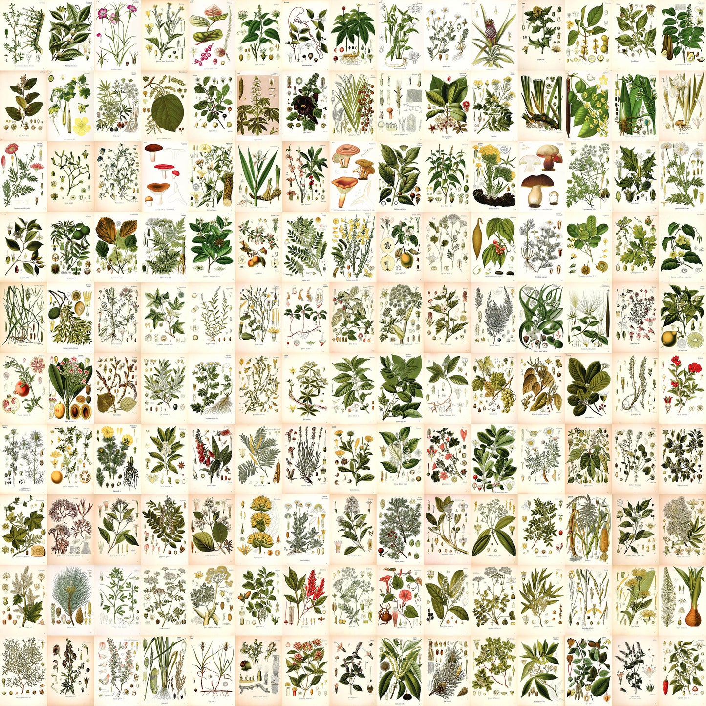 Kohler's Medicinal Plants 4"x6" Collage Kit Set 2 [151 Images]