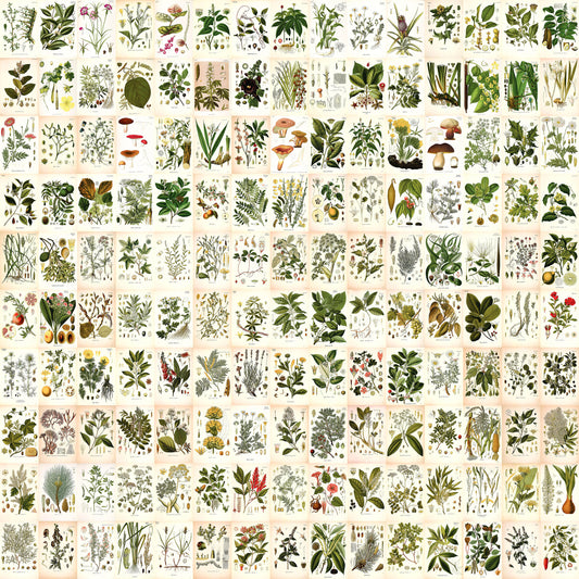 Kohler's Medicinal Plants 4"x6" Collage Kit Set 2 [151 Images]