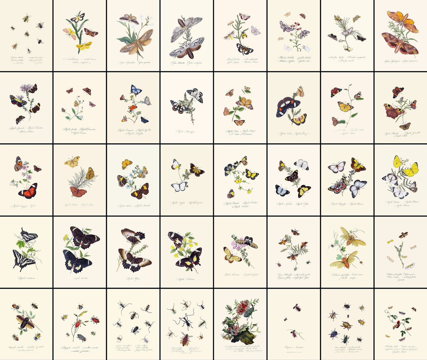 An Epitome of the Natural History of the Insects of New Holland & New Zealand [40 Images]