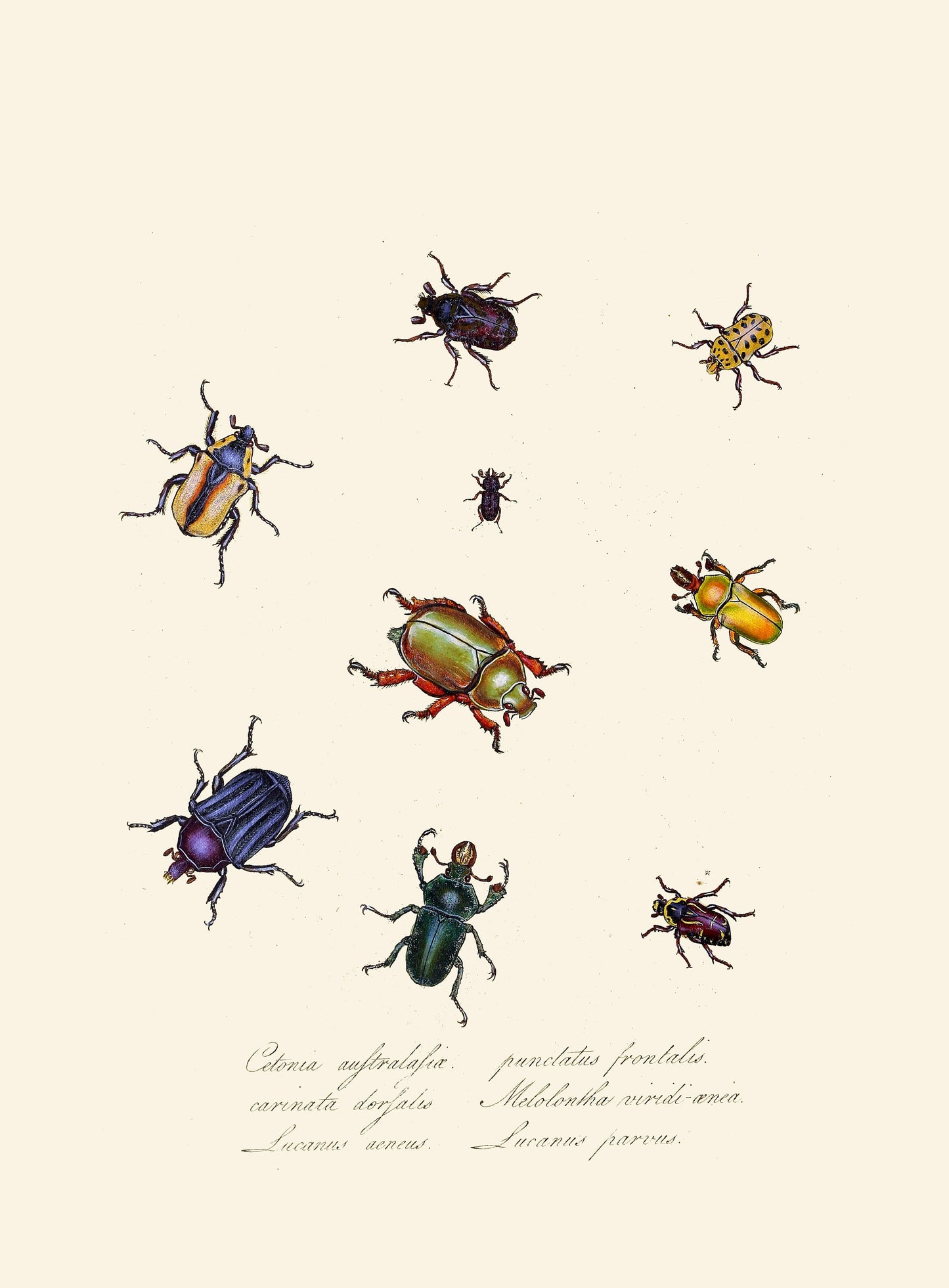 An Epitome of the Natural History of the Insects of New Holland & New Zealand [40 Images]