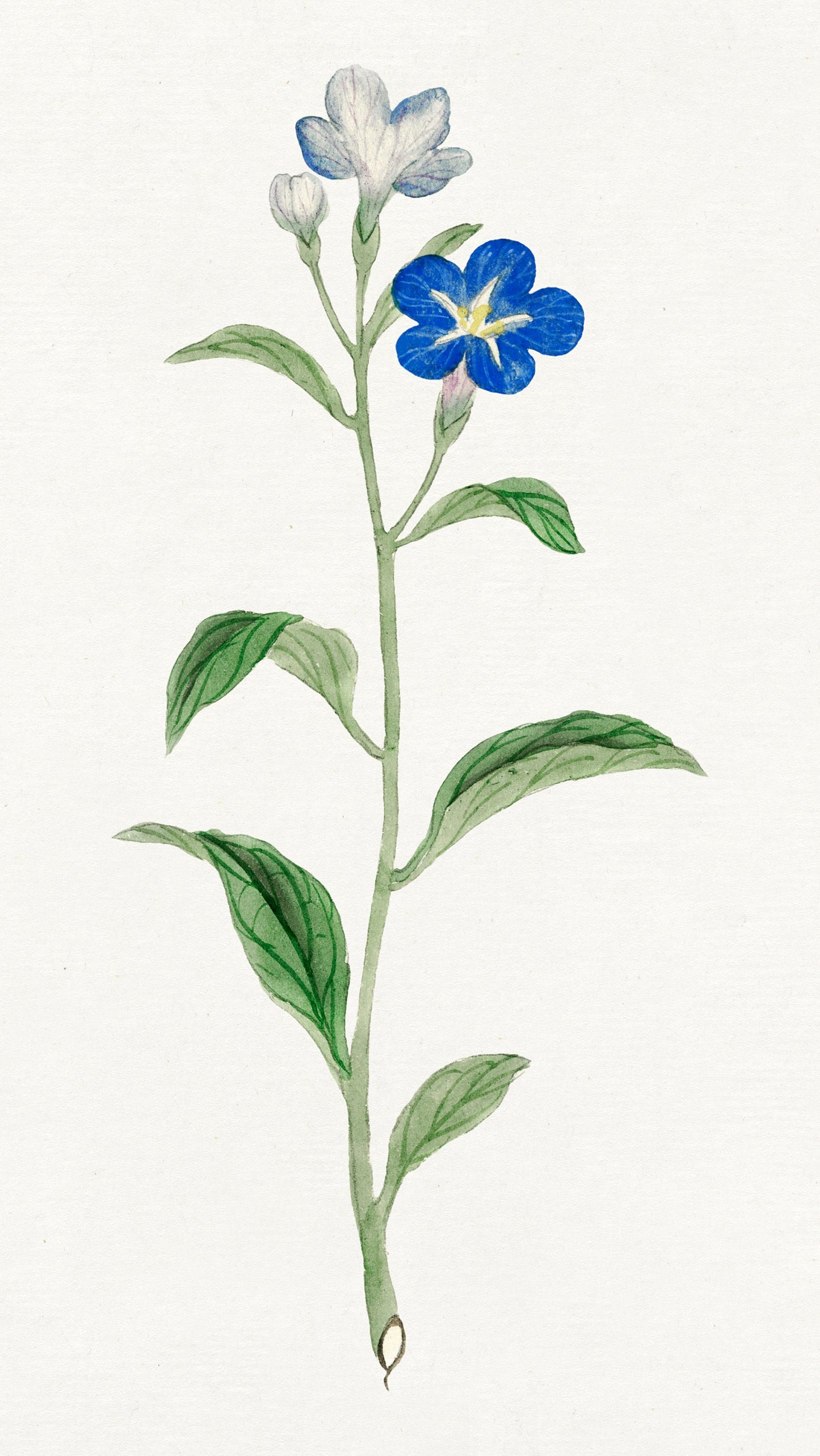 Japanese Floral Painting Artworks [18 Images]