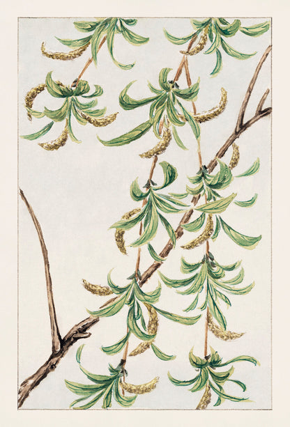Megata Morikaga Japanese Flowers Botanical Illustrations [24 Images]