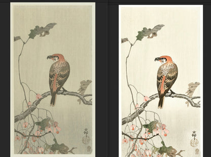 Ohara Koson Shin-Hanga Woodblock Prints Set 7 [40 Images]