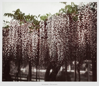 Ogawa Kazumasa Japanese Botanical Photographs [44 Images]